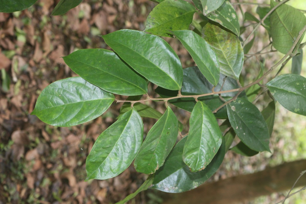 Chaetocarpus castanocarpus (Roxb.) Thwaites